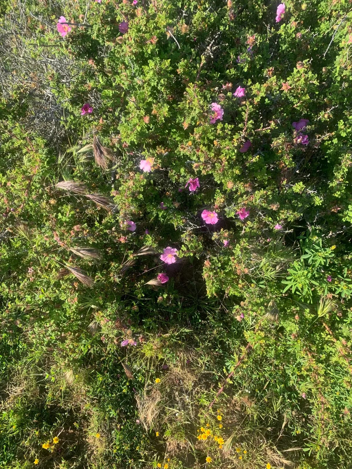 Small-leaved rose (Rosa minutifolia)