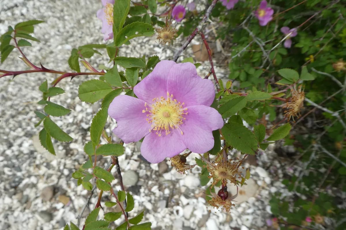 Nootka Rose (Rosa nutkana)