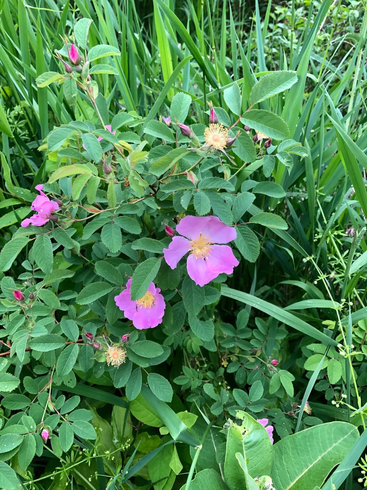 Swamp Rose (Rosa palustris)