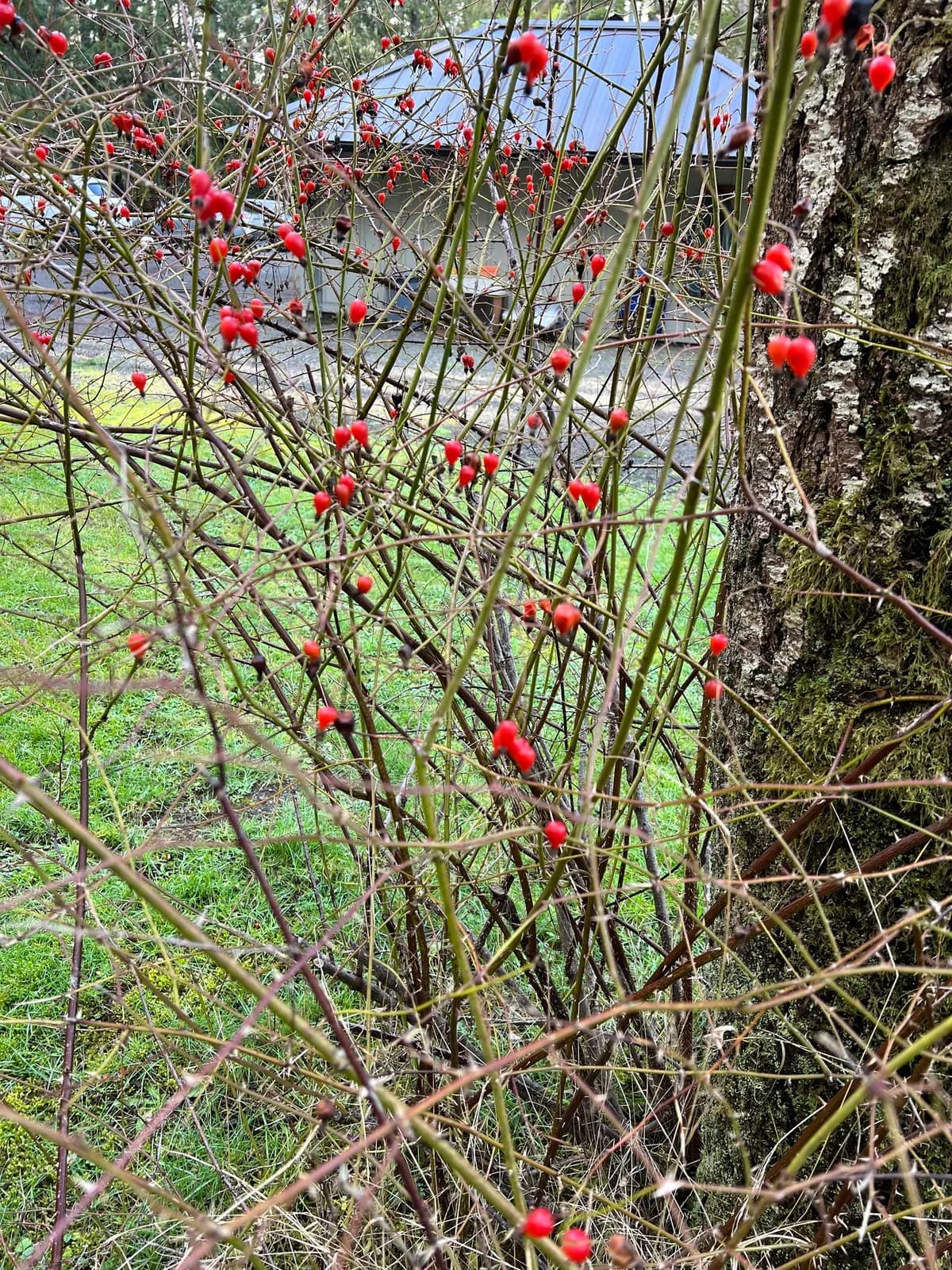 Cluster rose (Rosa pisocarpa)
