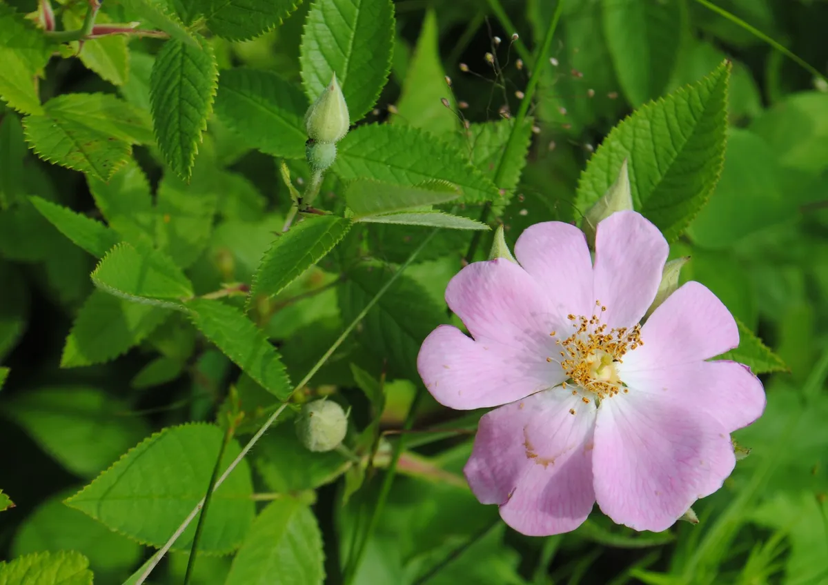 Climbing Rose (Rosa setigera)