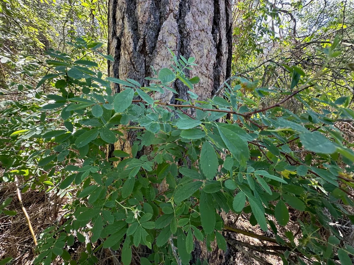 Woods's rose (Rosa woodsii)