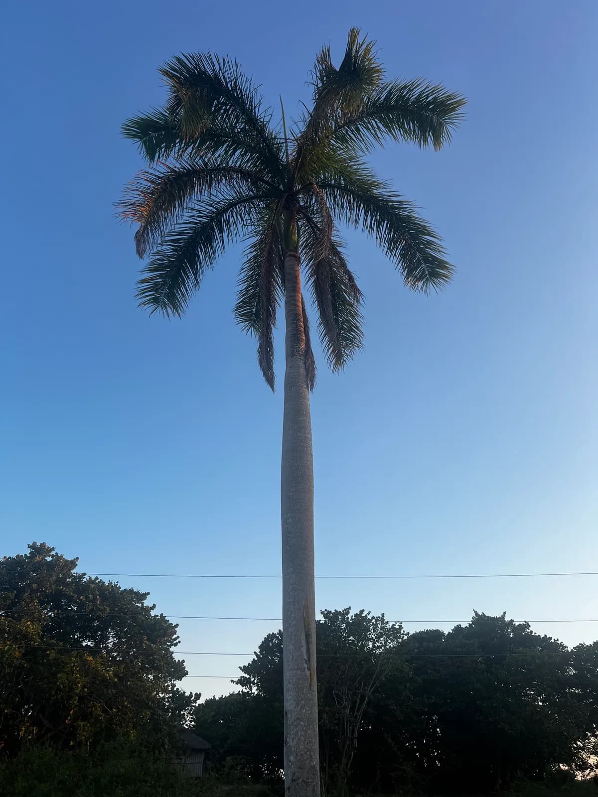 Cuban royal palm (Roystonea regia)
