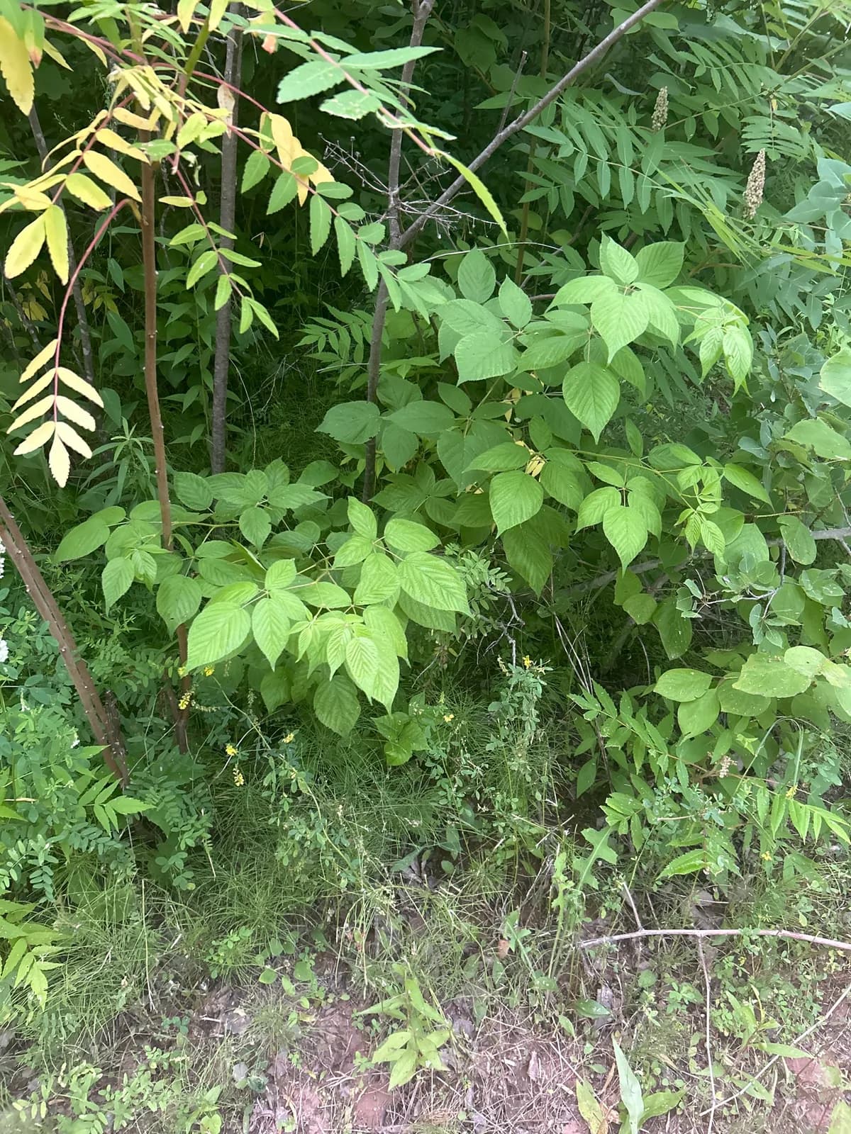 Sow-teat Blackberry (Rubus allegheniensis)