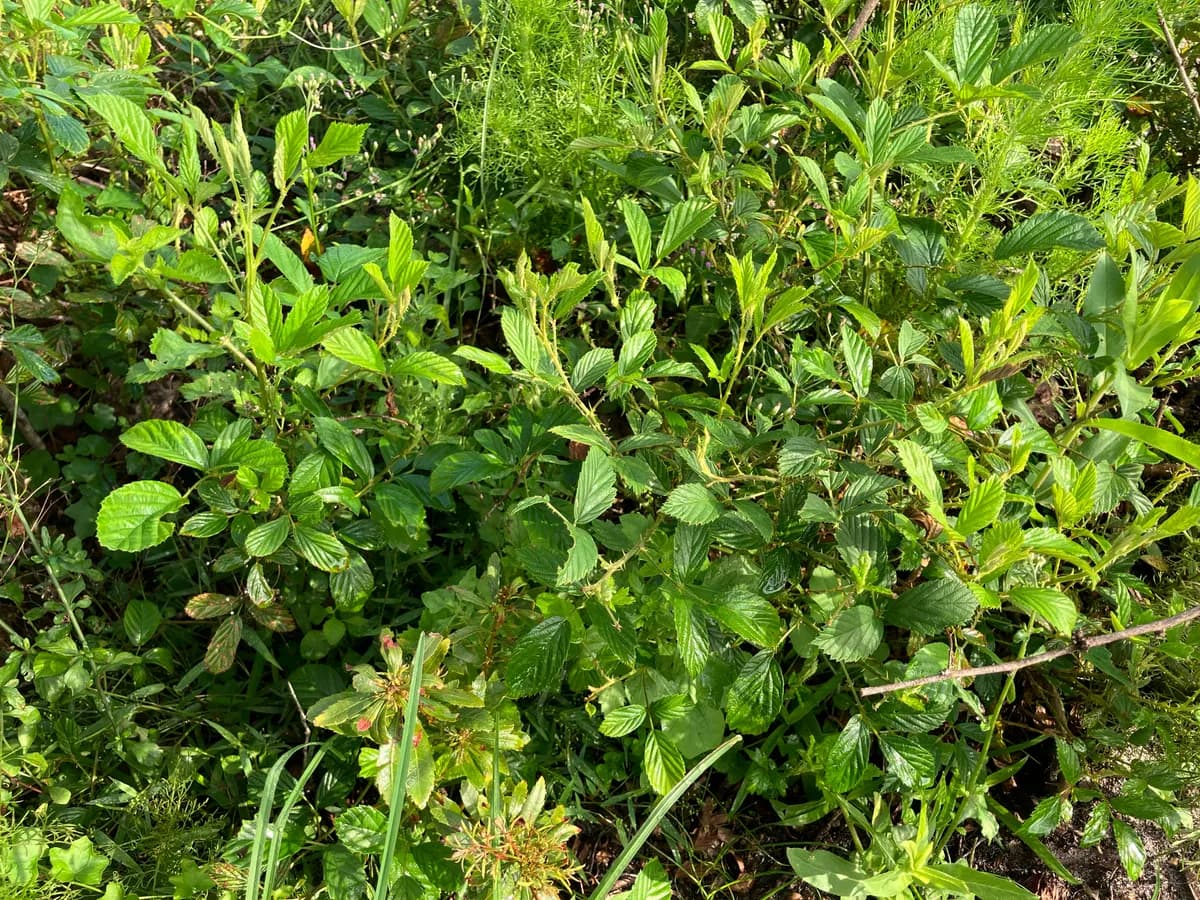 American Bramble (Rubus cuneifolius)
