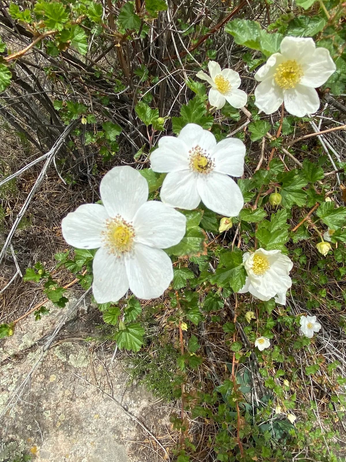 Rocky Mountain Raspberry (Rubus deliciosus)