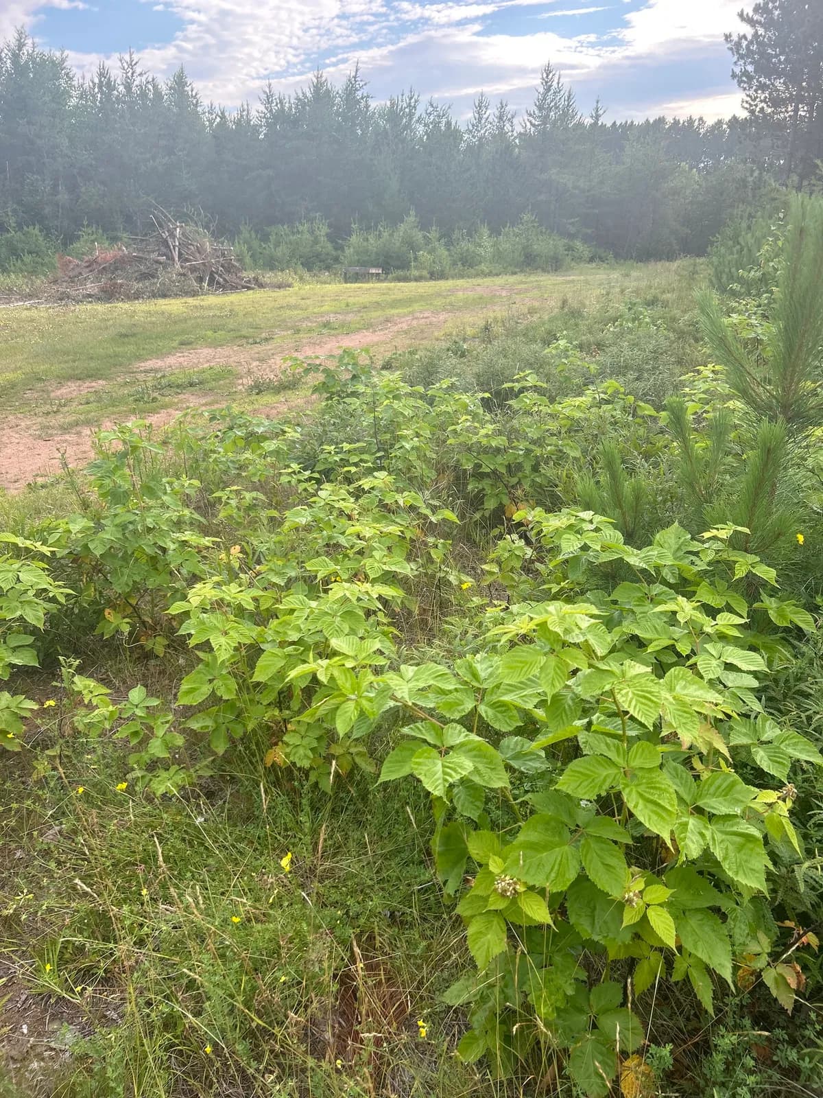 Yankee Blackberry (Rubus frondosus)