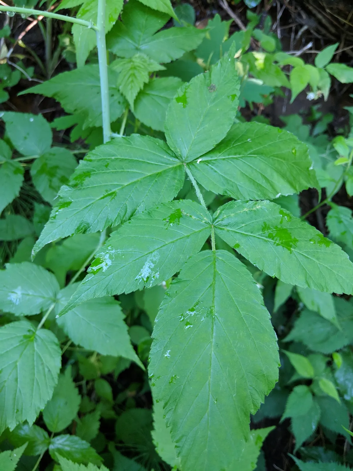 Raspberry (Rubus idaeus)