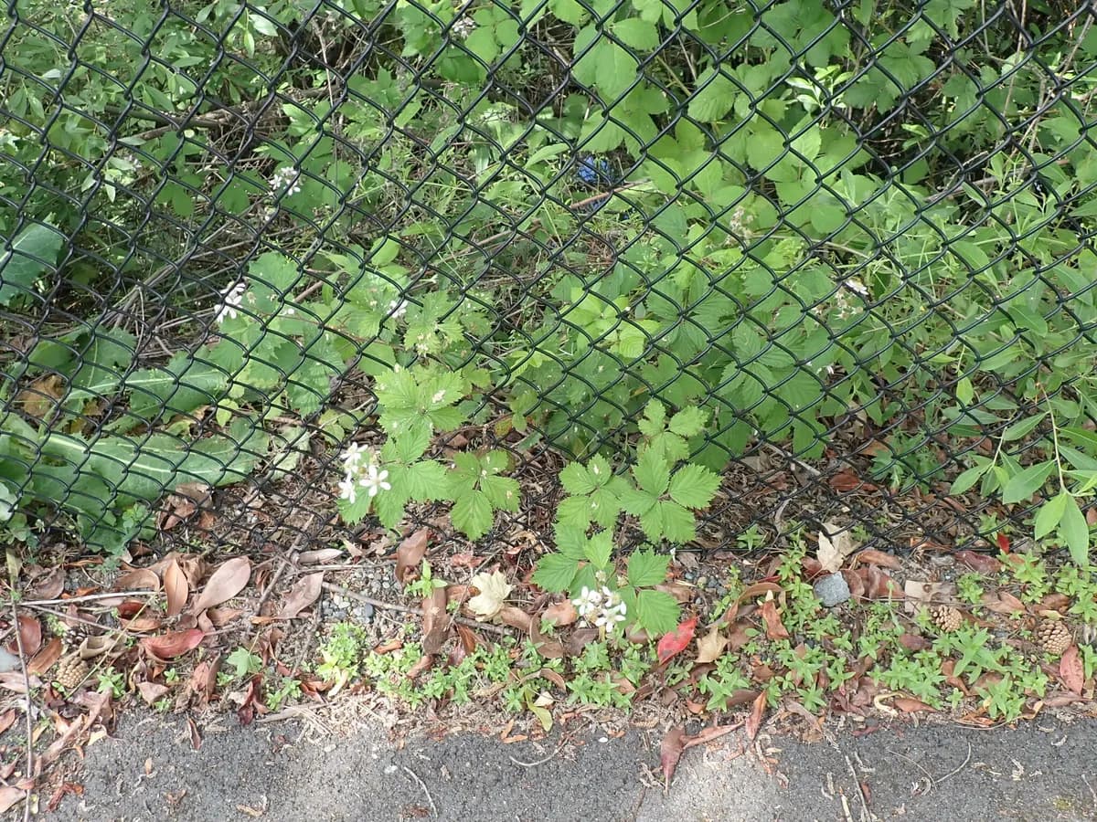 Cutleaf Blackberry (Rubus laciniatus)