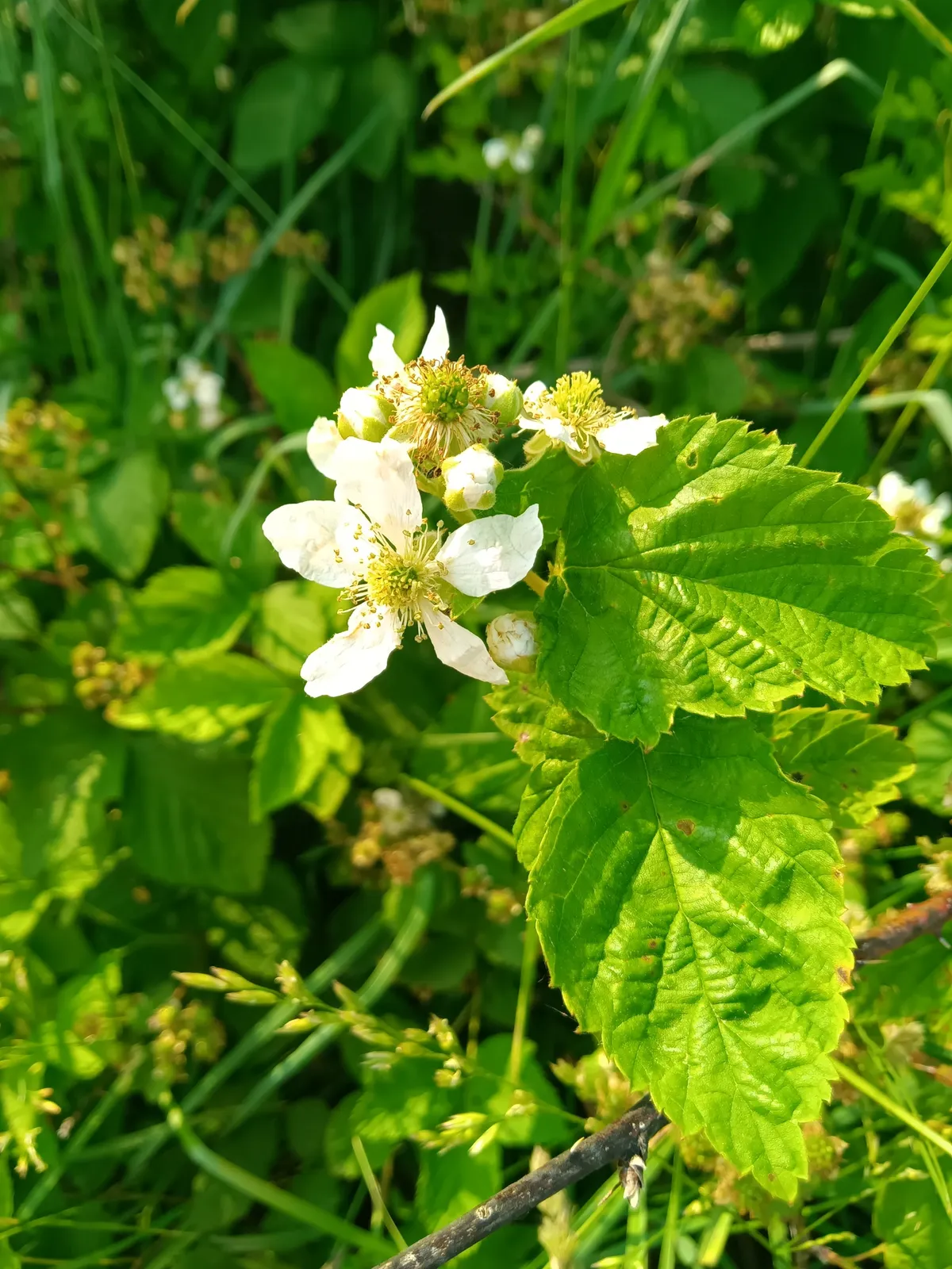 Plains Blackberry (Rubus laudatus)