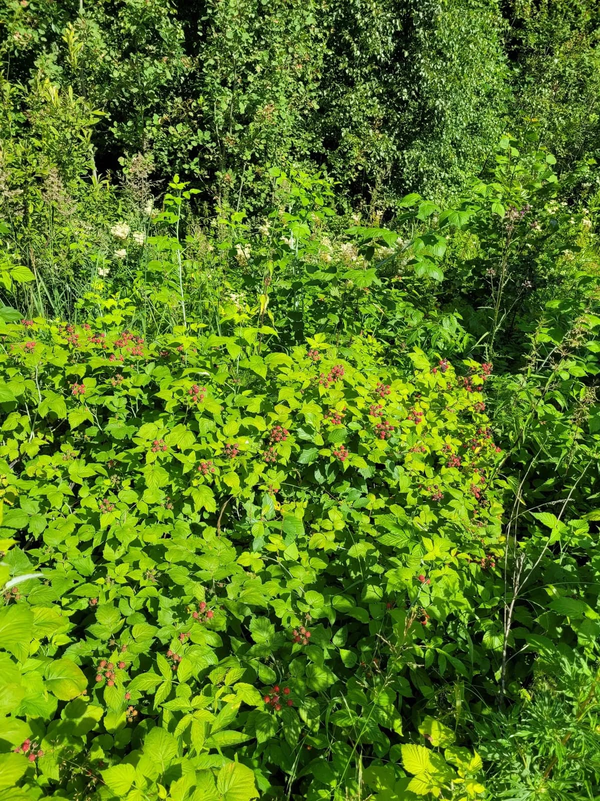 Black Raspberry (Rubus occidentalis)