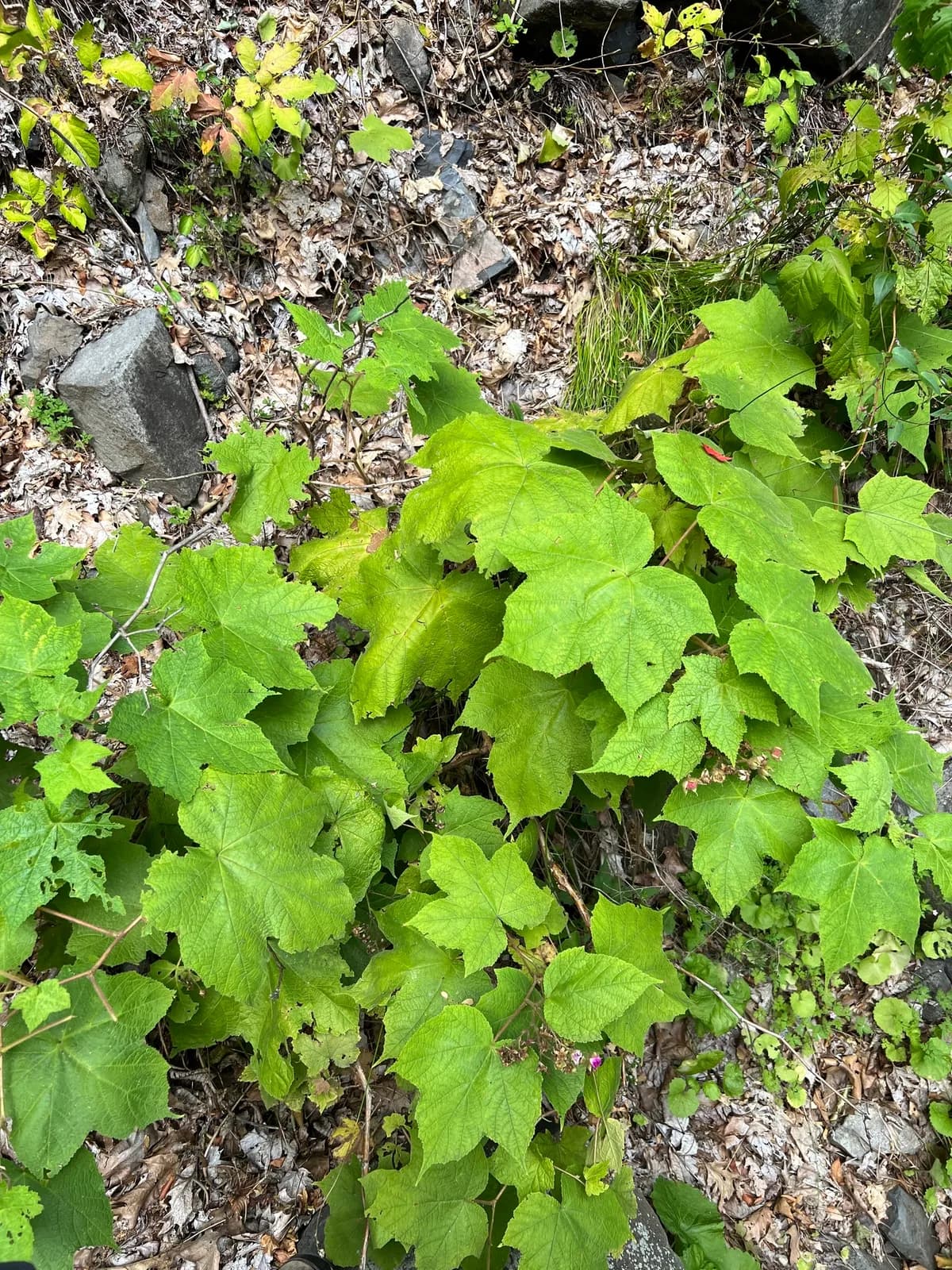 Purple-flowering Raspberry (Rubus odoratus)