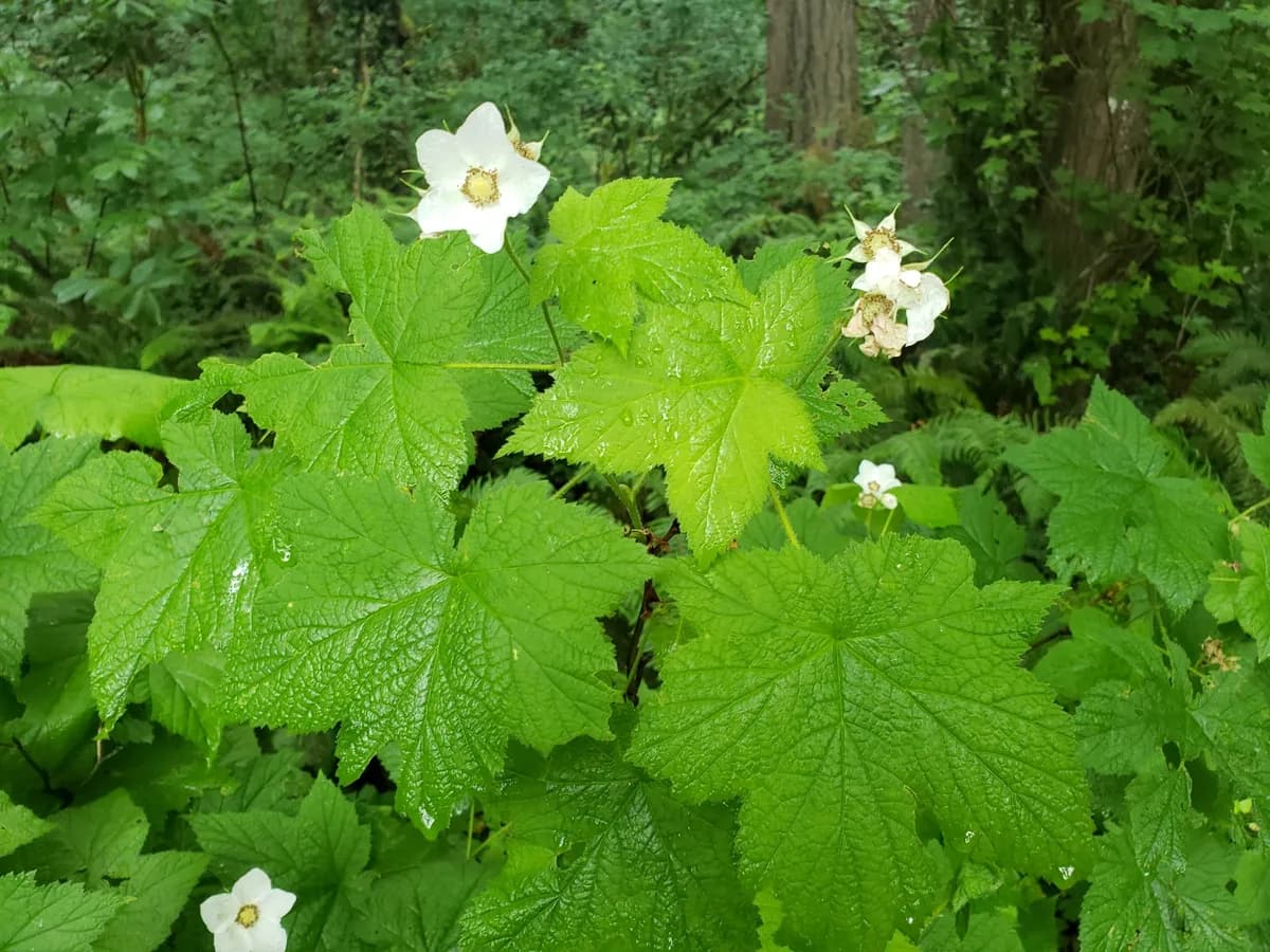 Thimbleberry (Rubus parviflorus)