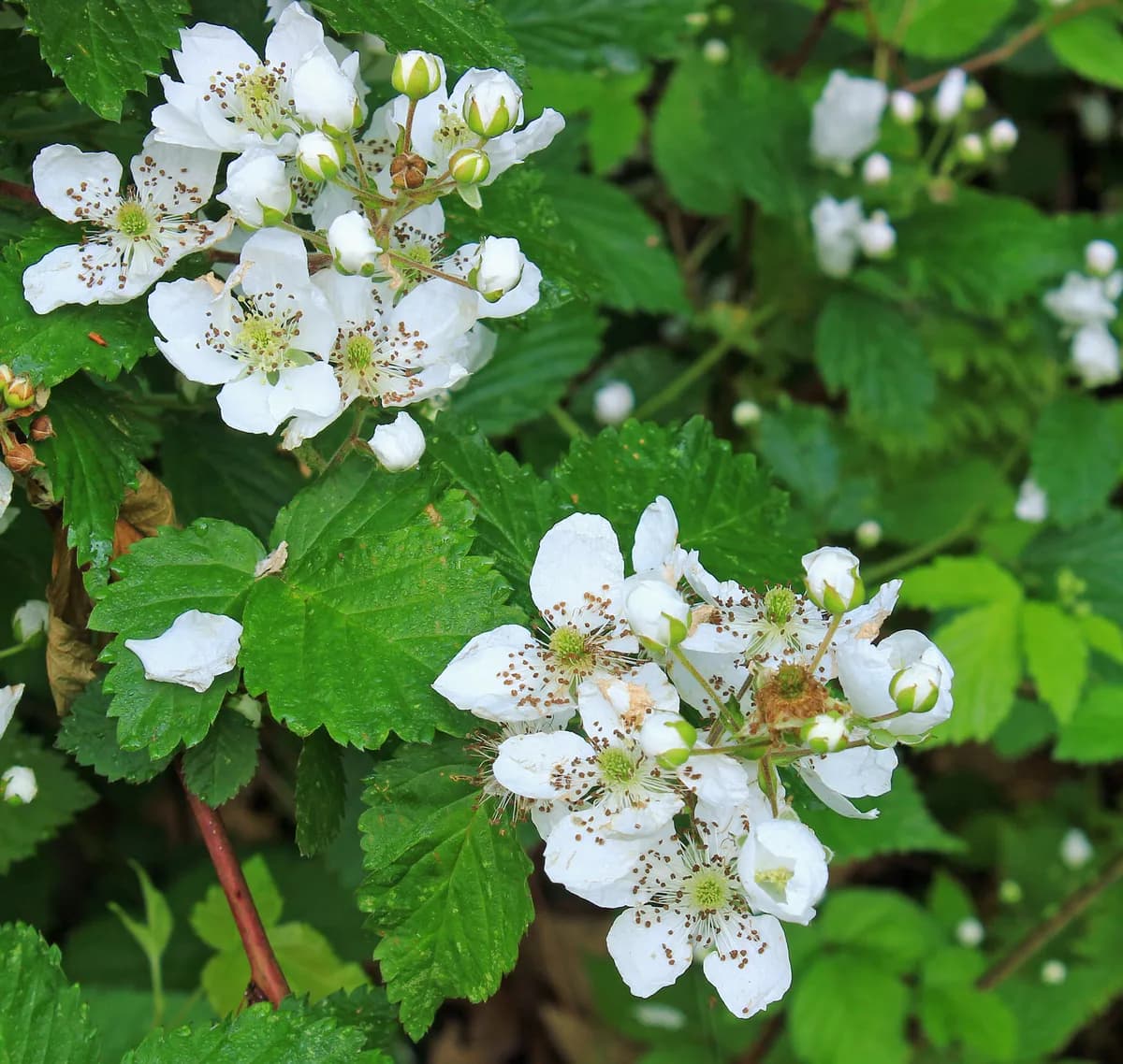 Pennsylvania Blackberry (Rubus pensilvanicus)