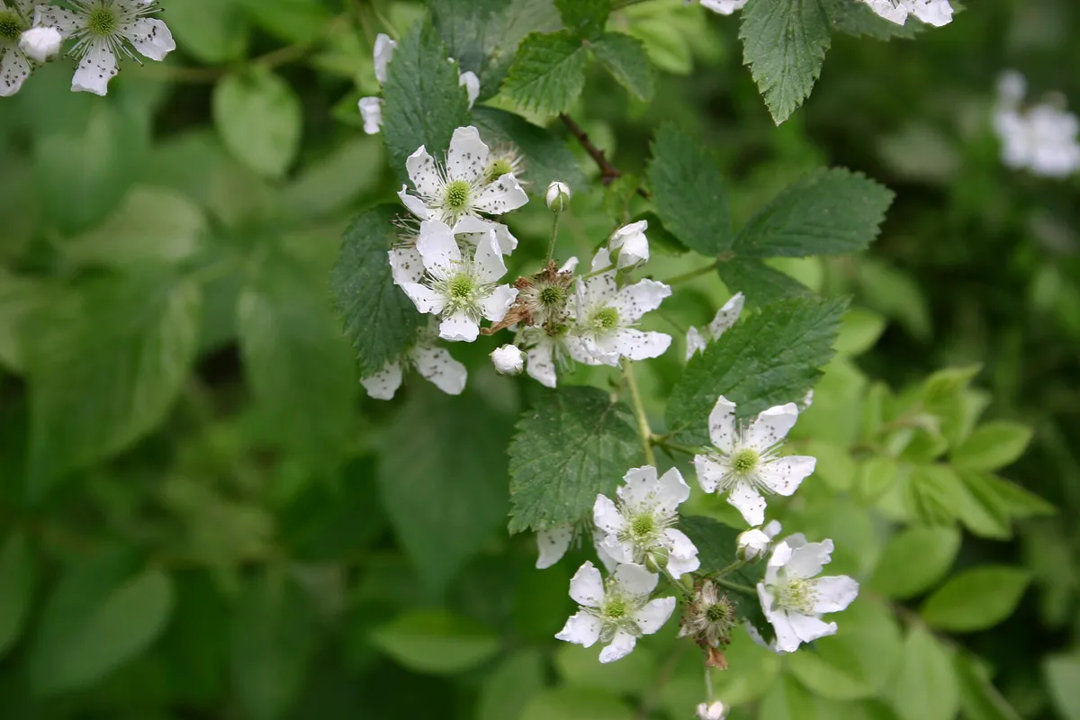 Pennsylvania Blackberry (Rubus pensilvanicus)