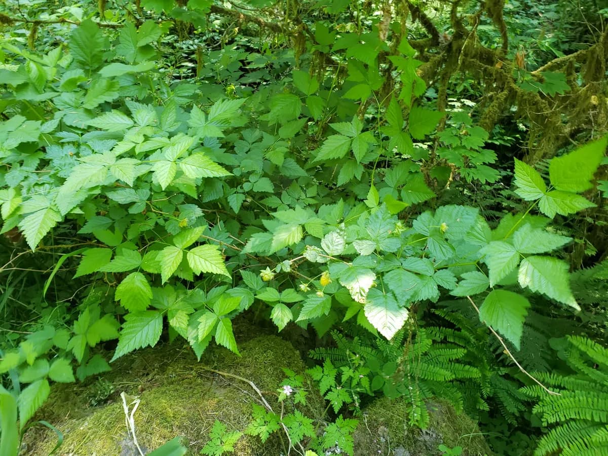 Salmonberry (Rubus spectabilis)