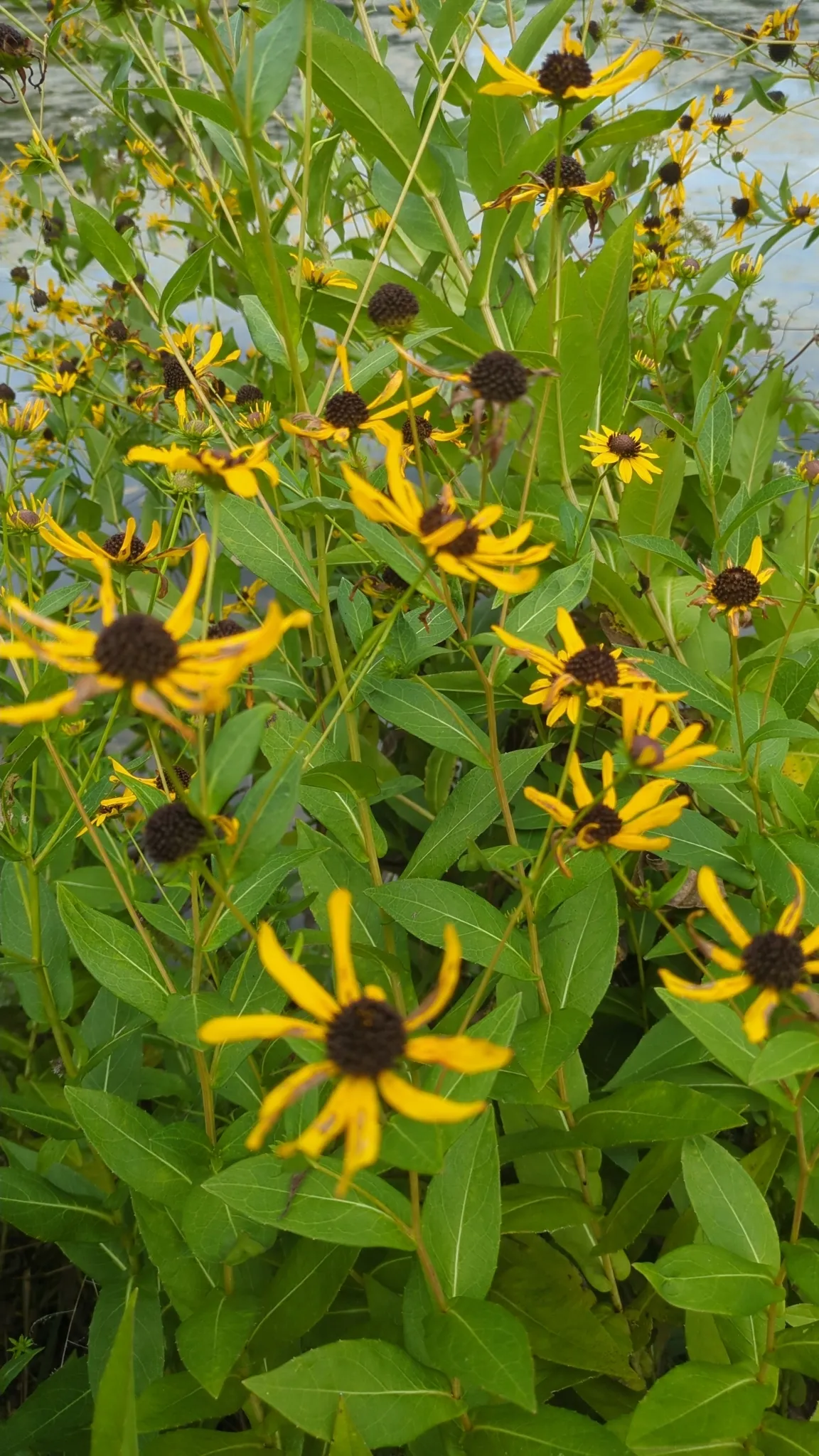 Eared coneflower (Rudbeckia auriculata)