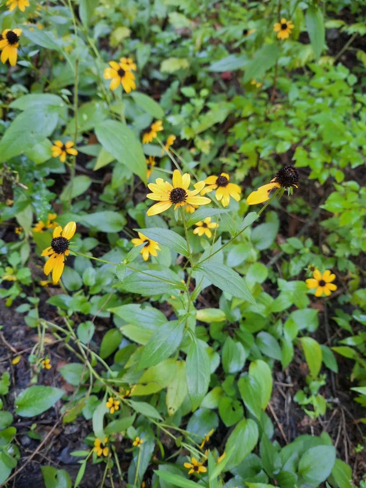 Orange Coneflower (Rudbeckia fulgida)