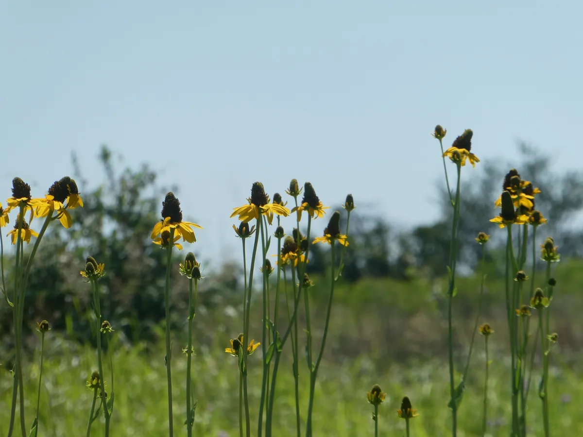Giant Coneflower (Rudbeckia maxima)