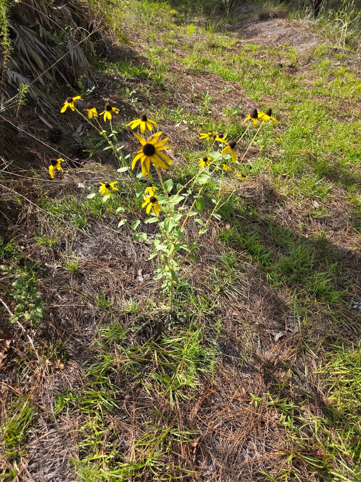 Softhair coneflower (Rudbeckia mollis)