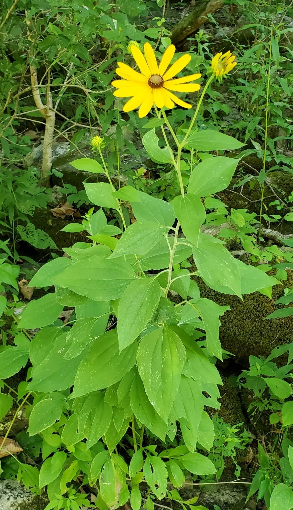 Sweet Coneflower (Rudbeckia subtomentosa)