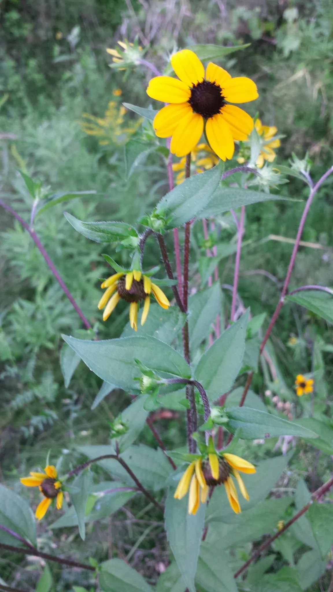 Thin-leaf Coneflower (Rudbeckia triloba)