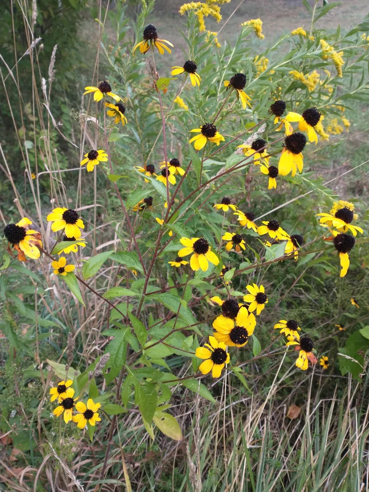 Thin-leaf coneflower (Rudbeckia triloba triloba)