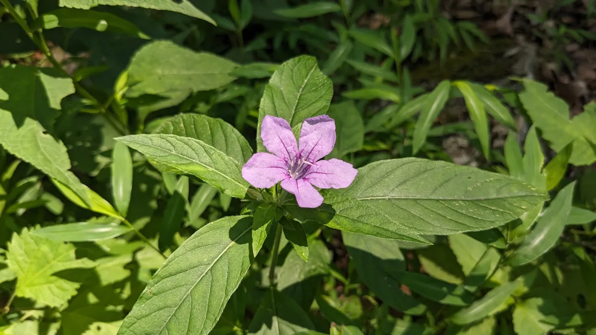 Carolina Wild Petunia (Ruellia caroliniensis)
