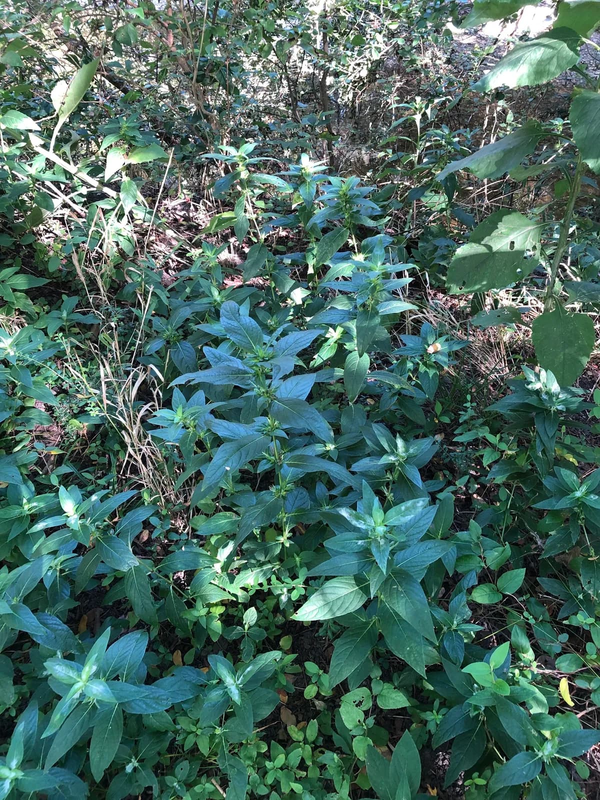 Limestone Wild Petunia (Ruellia strepens)