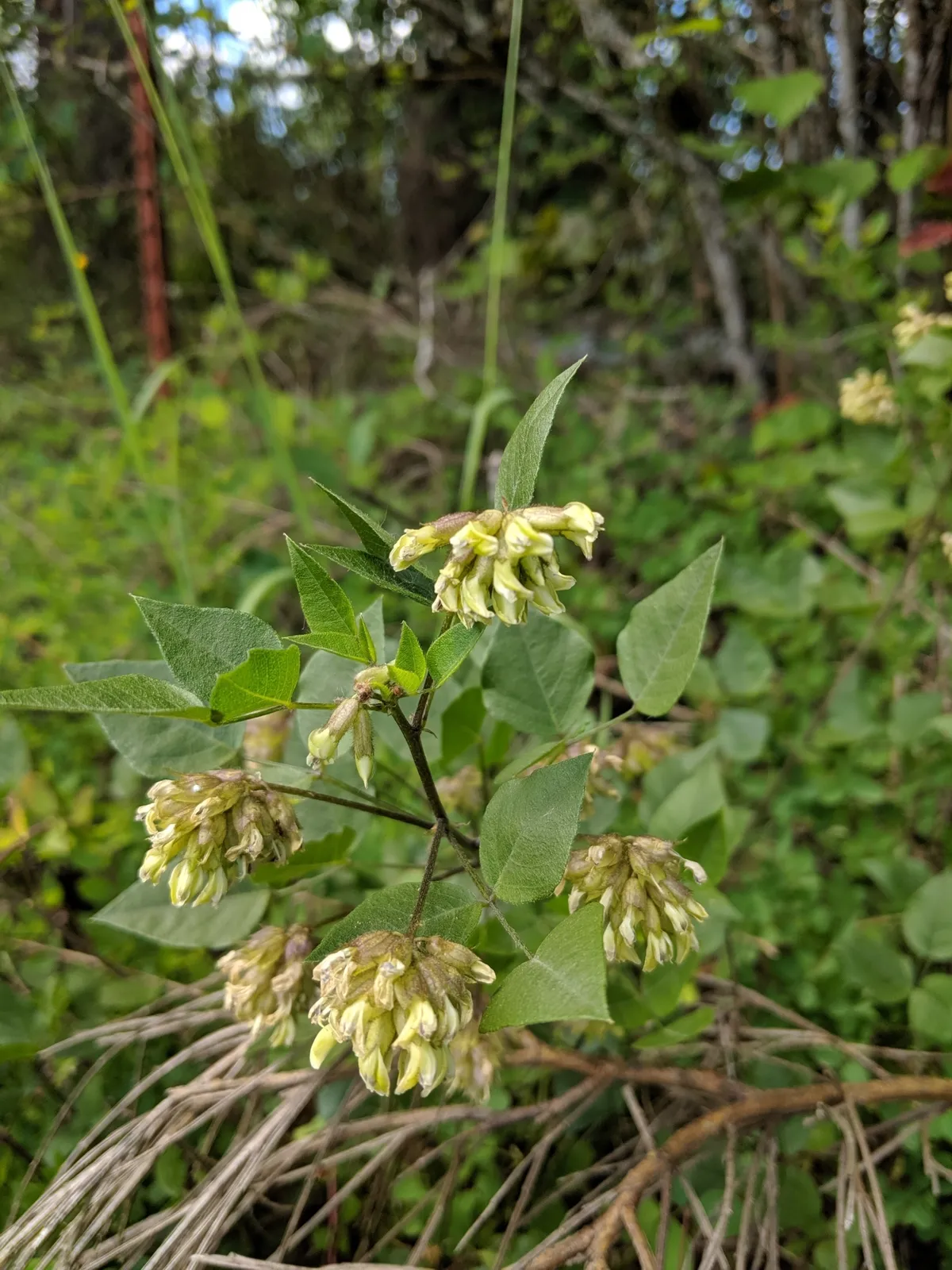 California tea (Rupertia physodes)