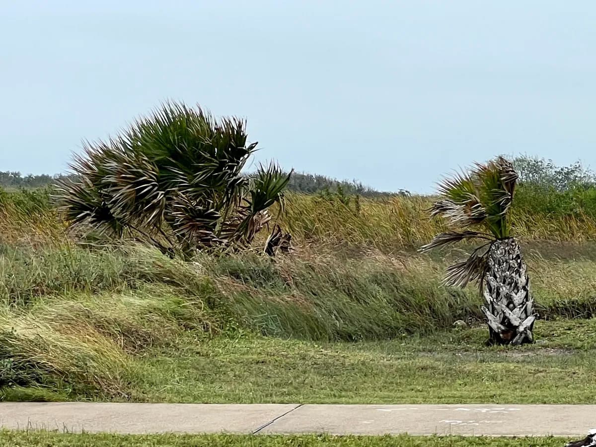 Texas Sabal Palm (Sabal mexicana)