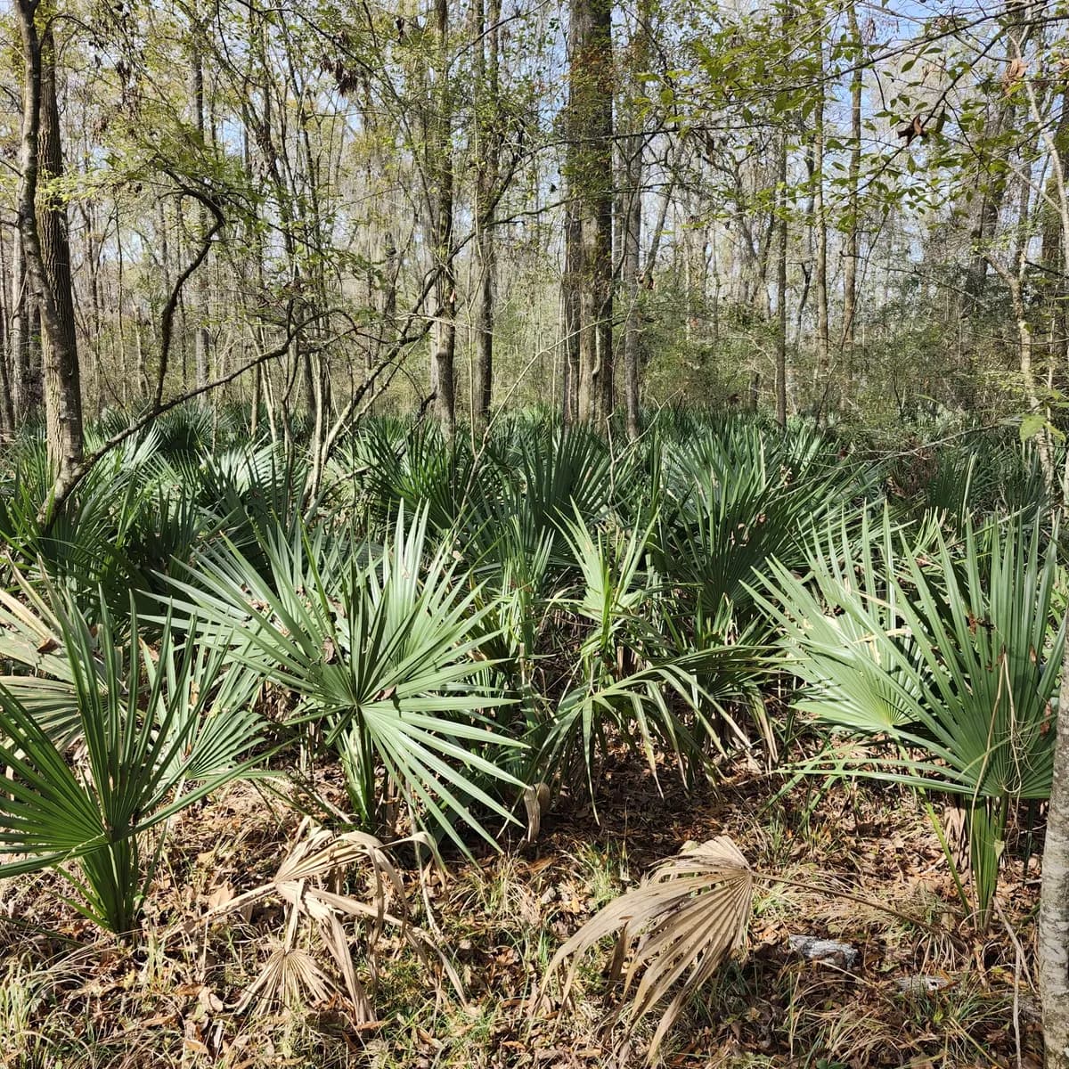 Dwarf Palmetto (Sabal minor)