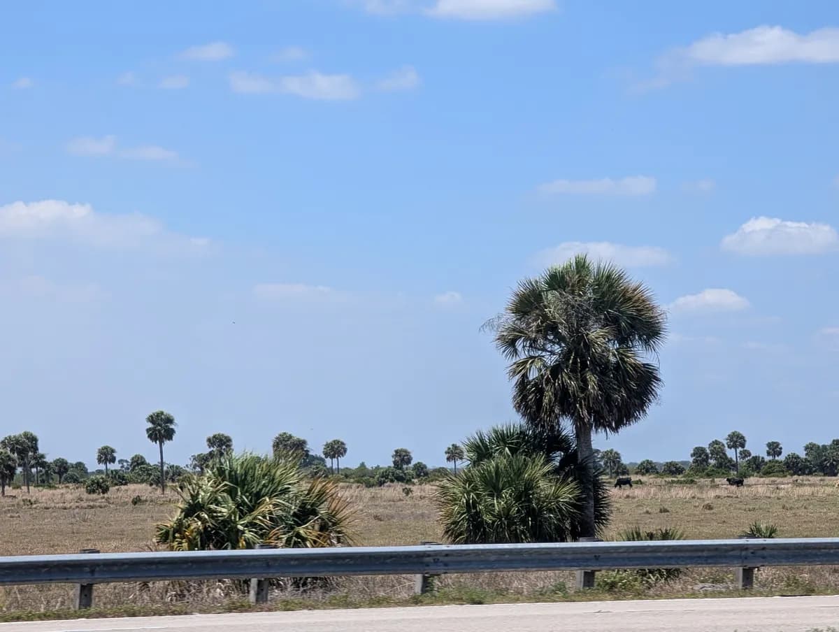 Blue Palmetto (Sabal palmetto)