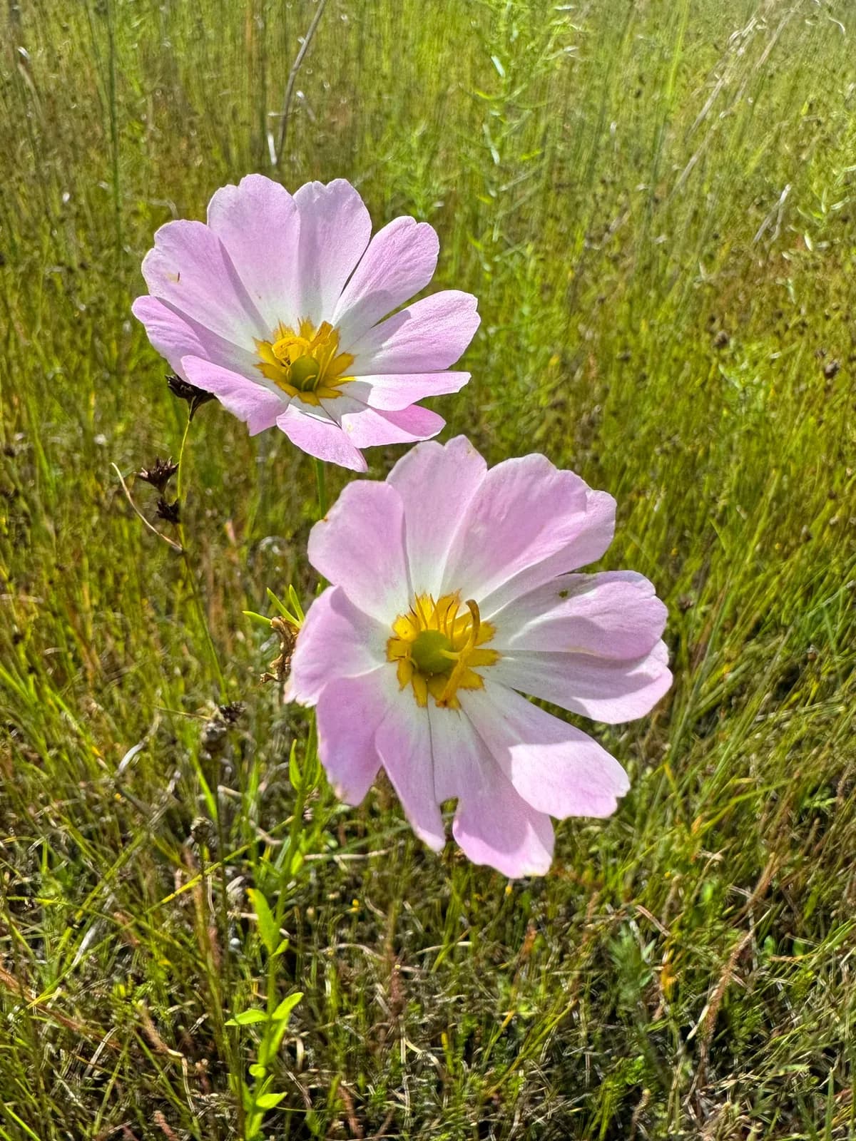 Plymouth gentian (Sabatia kennedyana)