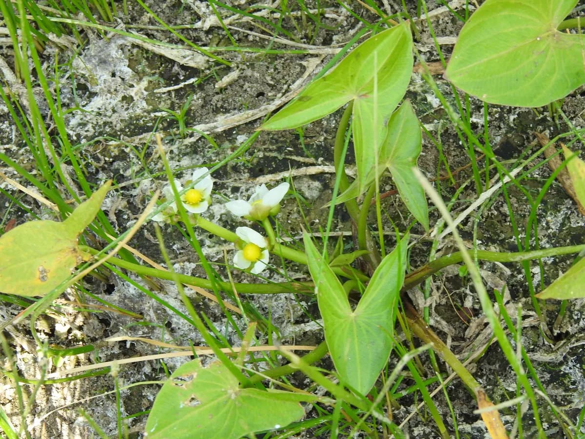 Hooded Arrowhead (Sagittaria calycina)