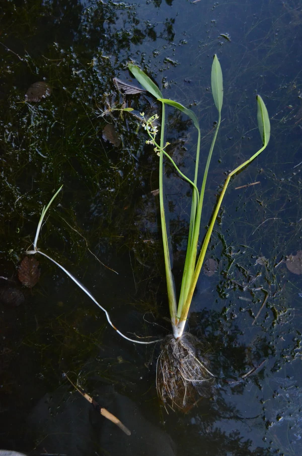 Broad-leaf Arrowhead (Sagittaria platyphylla)