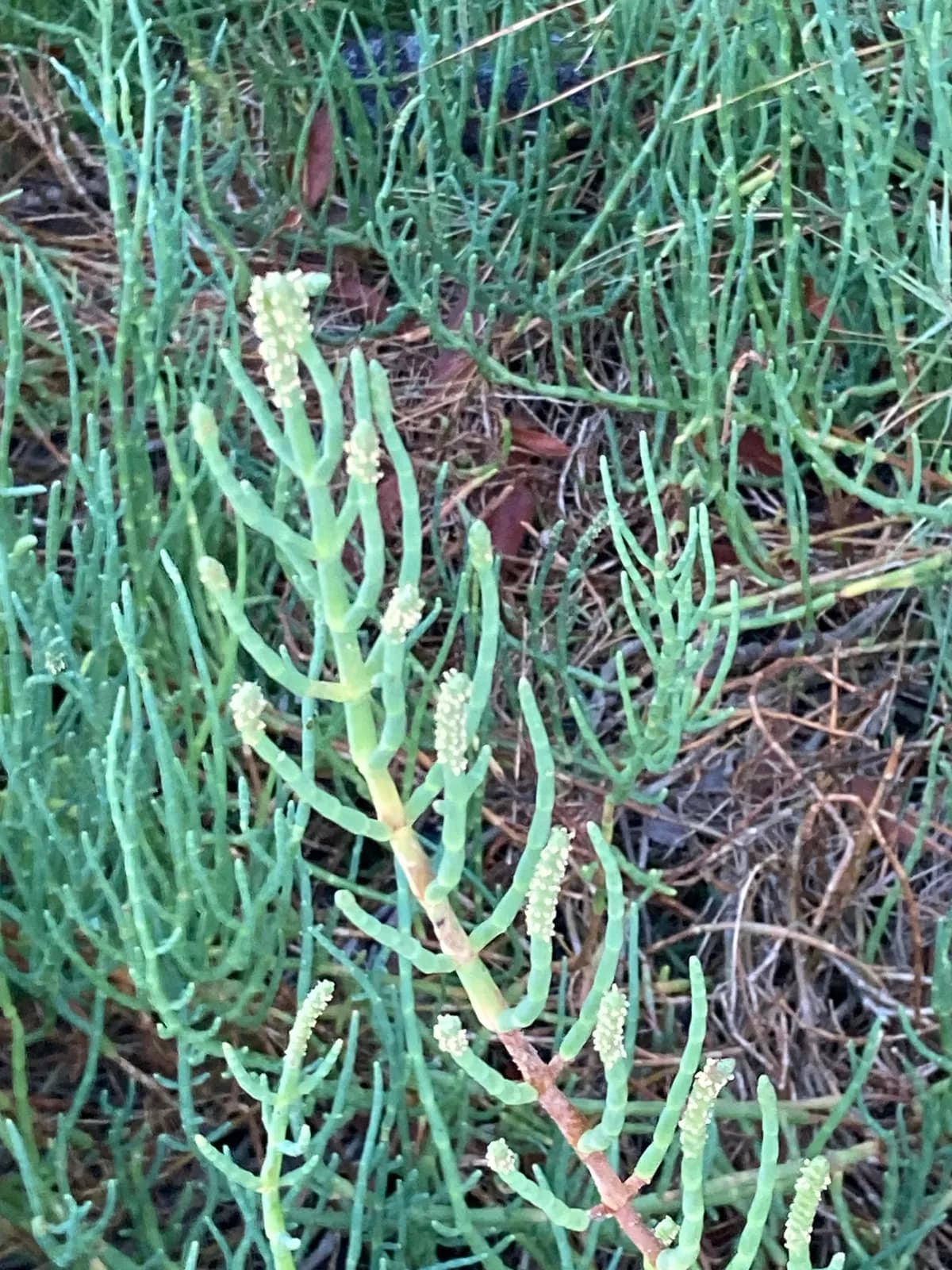 Pickleweed (Salicornia pacifica)