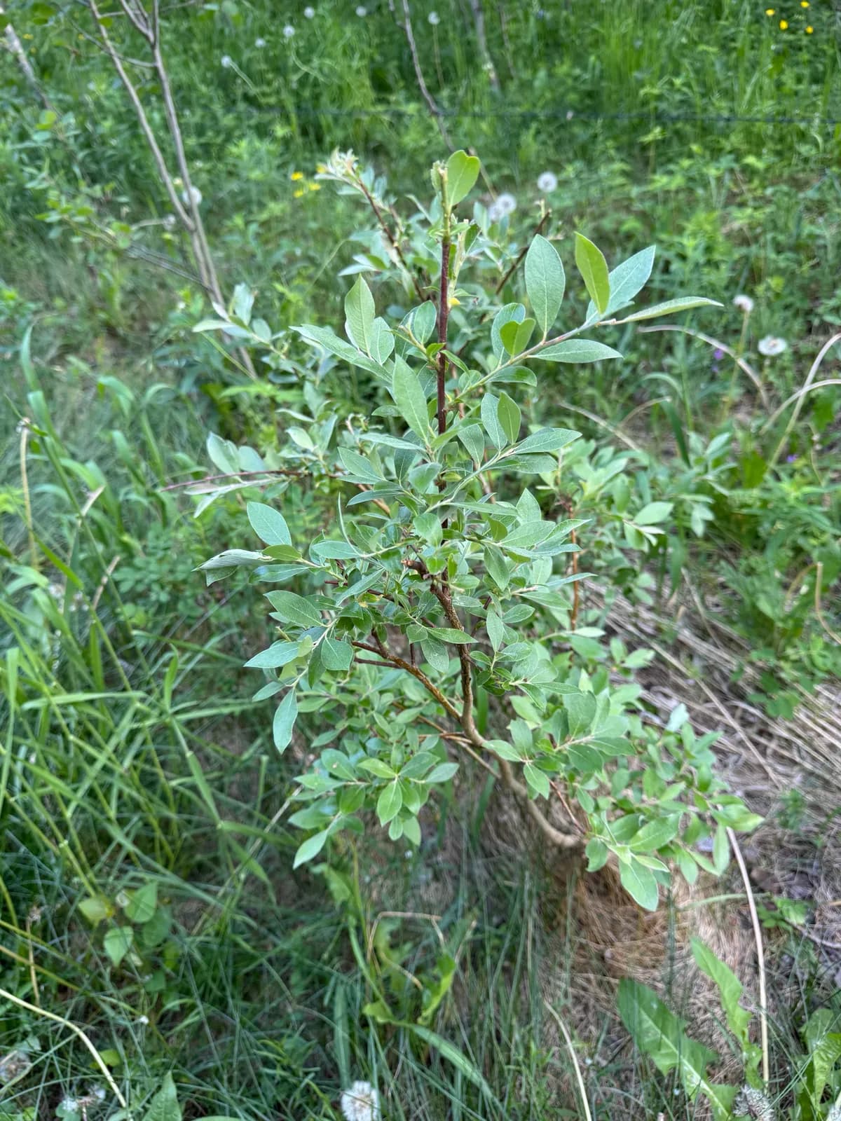Bebb Willow (Salix bebbiana)