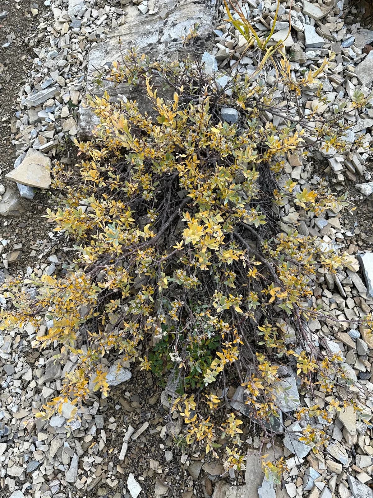 Shortfruit Willow (Salix brachycarpa)