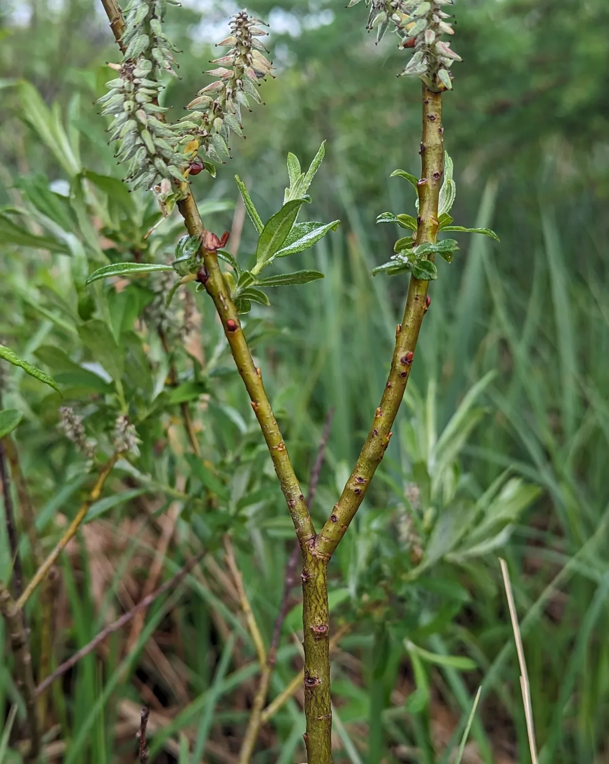 Sageleaf Willow (Salix candida)