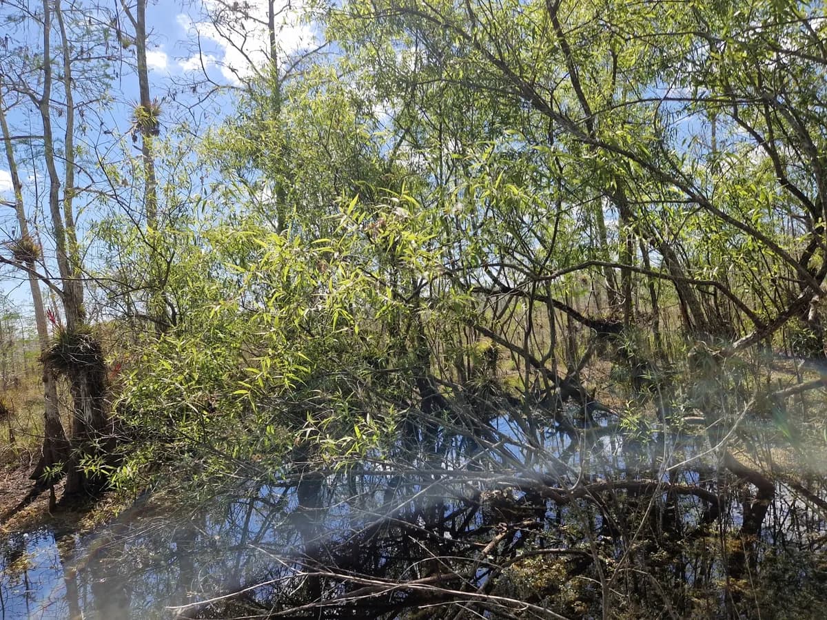 Carolina willow (Salix caroliniana)