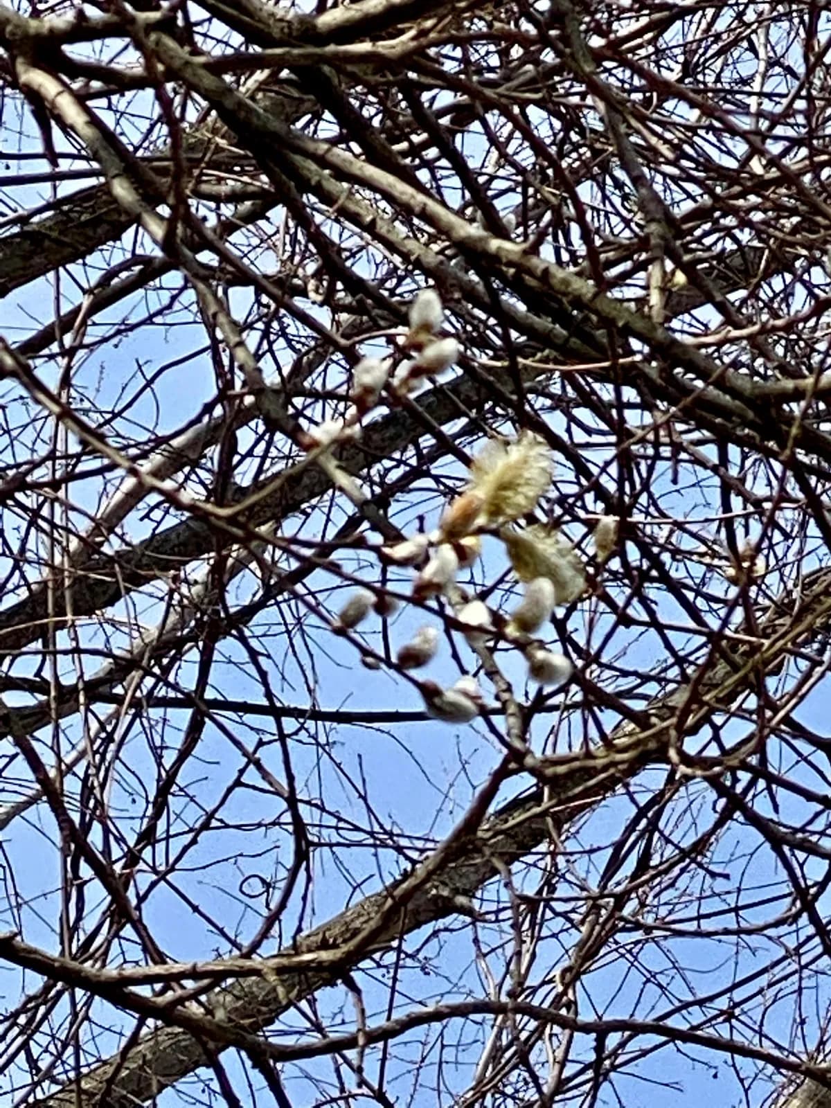 Pussy Willow (Salix discolor)