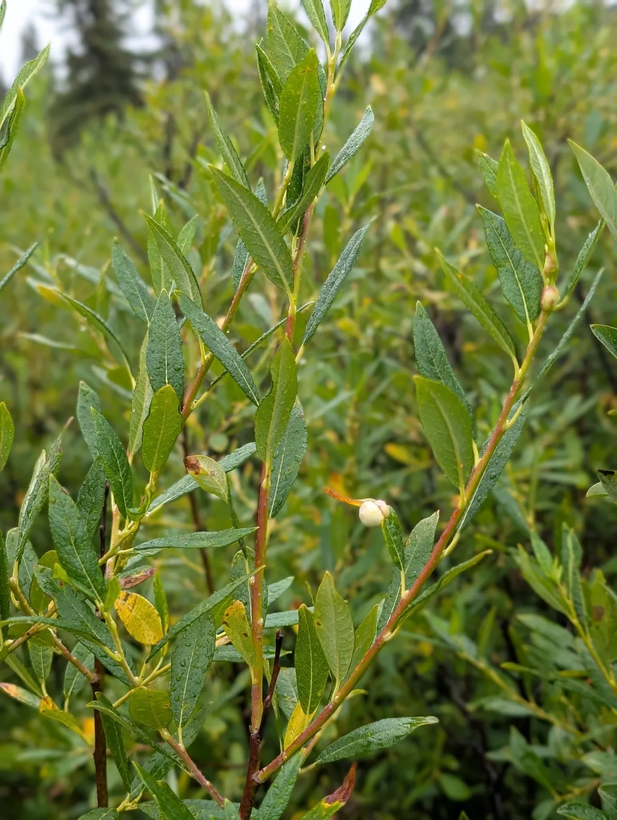 Drummond willow (Salix drummondiana)