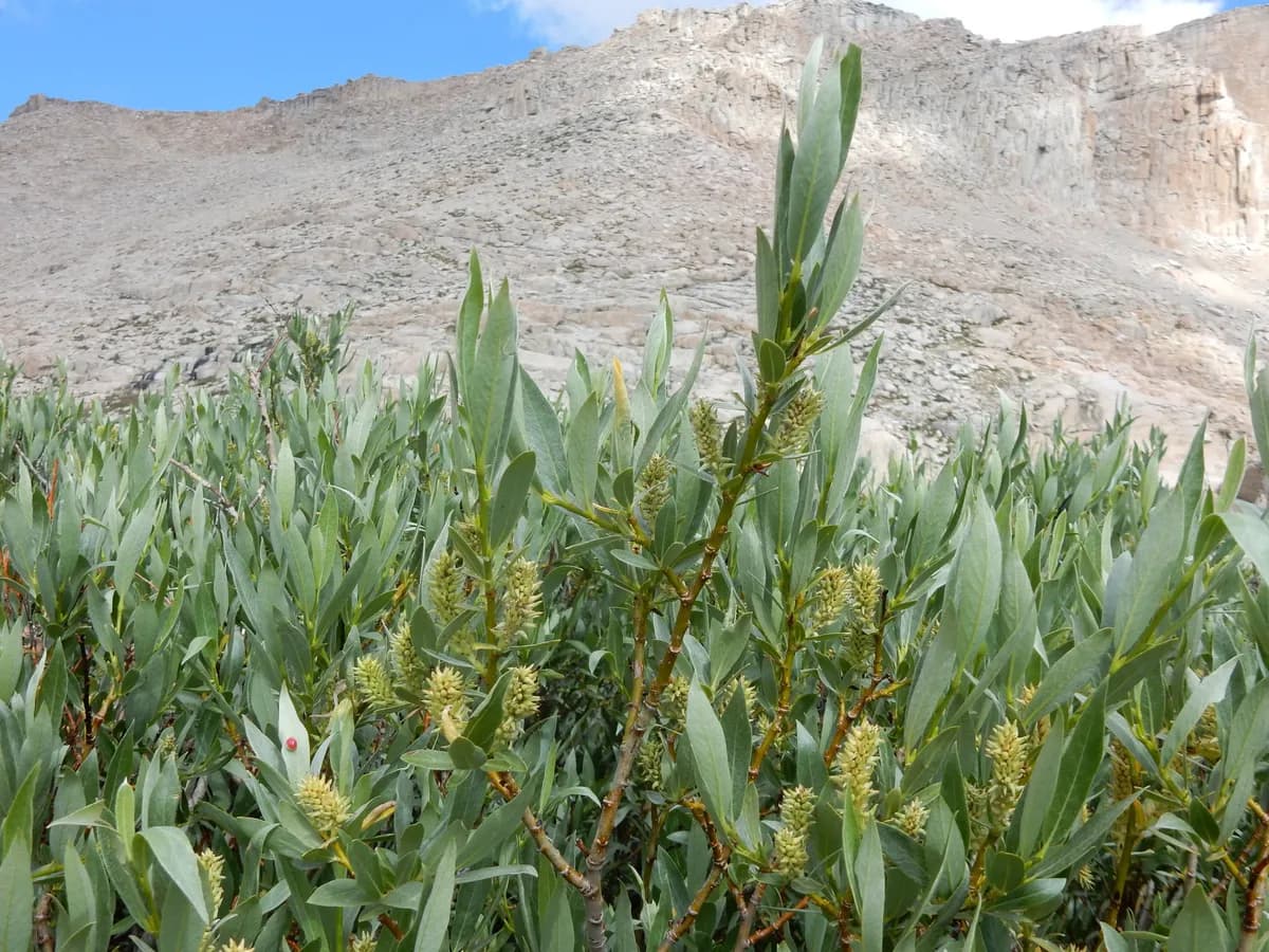 Mountain Willow (Salix eastwoodiae)