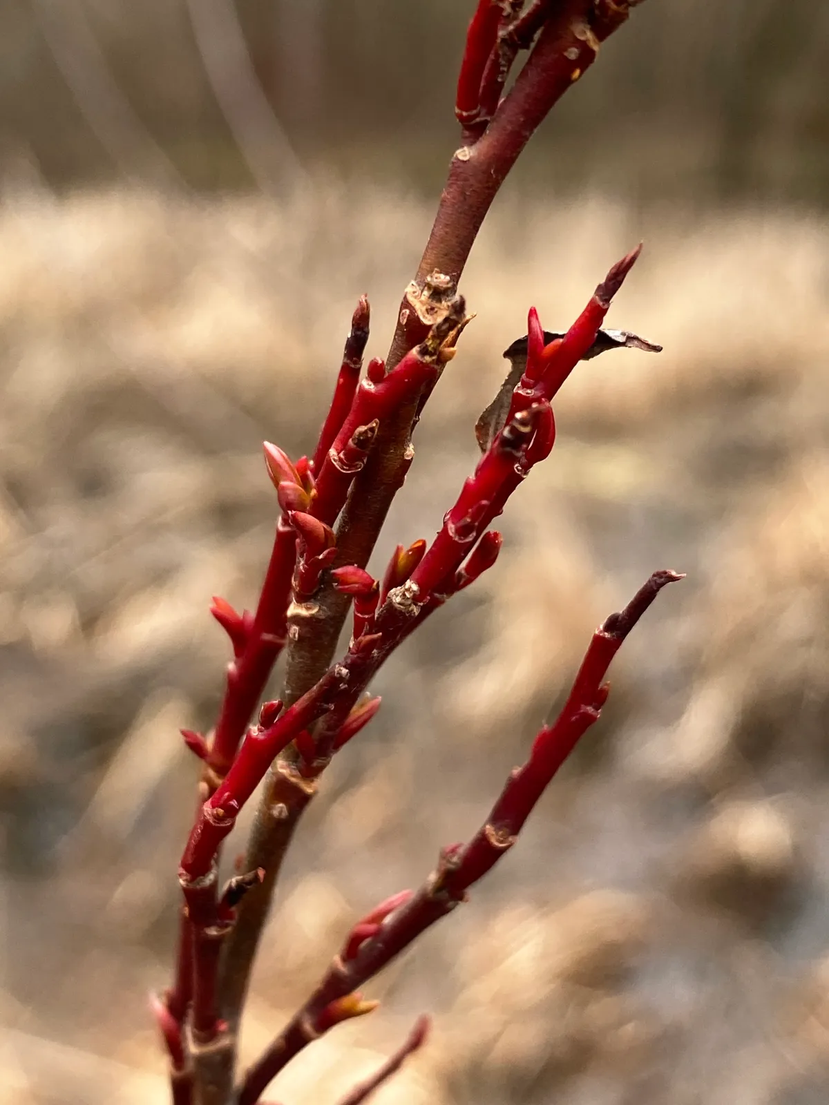 Missouri River Willow (Salix eriocephala)