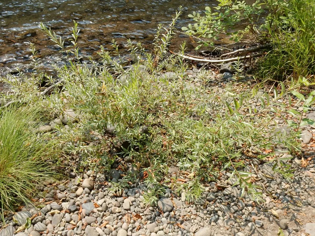 Narrowleaf Willow (Salix exigua)