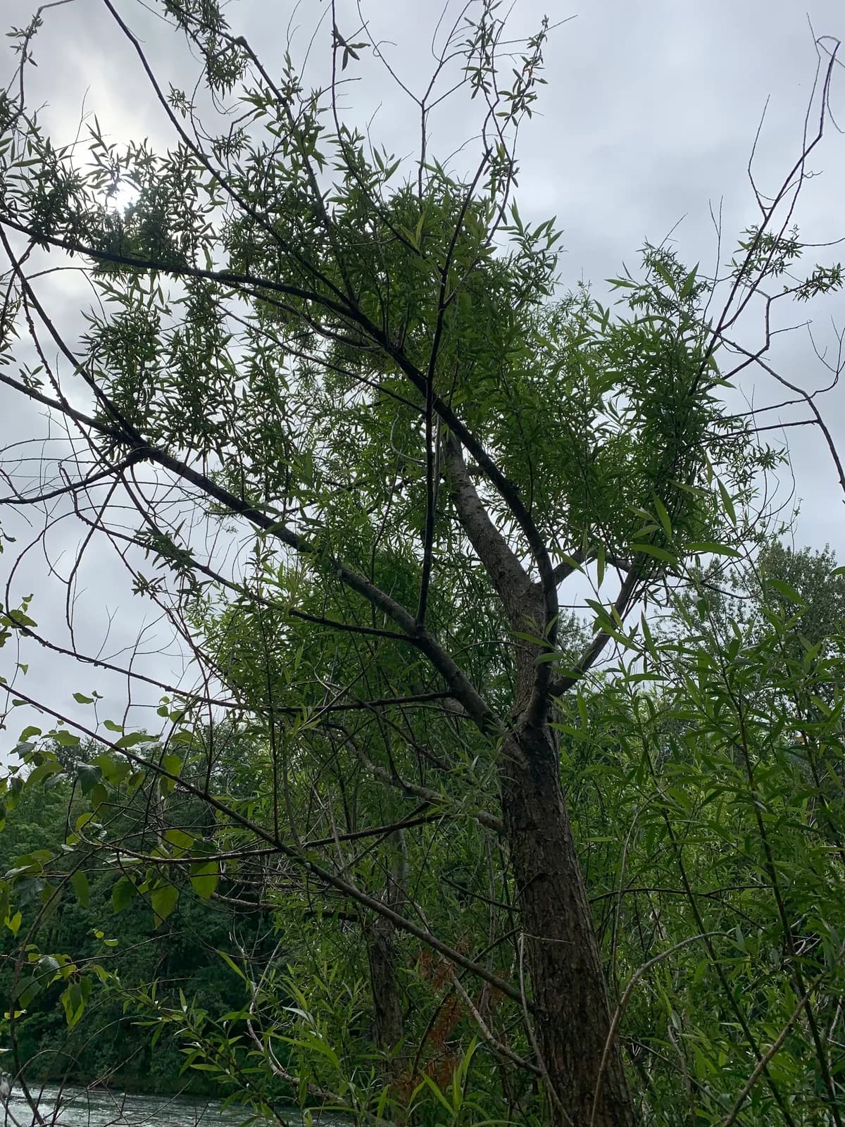 Geyer Willow (Salix geyeriana)