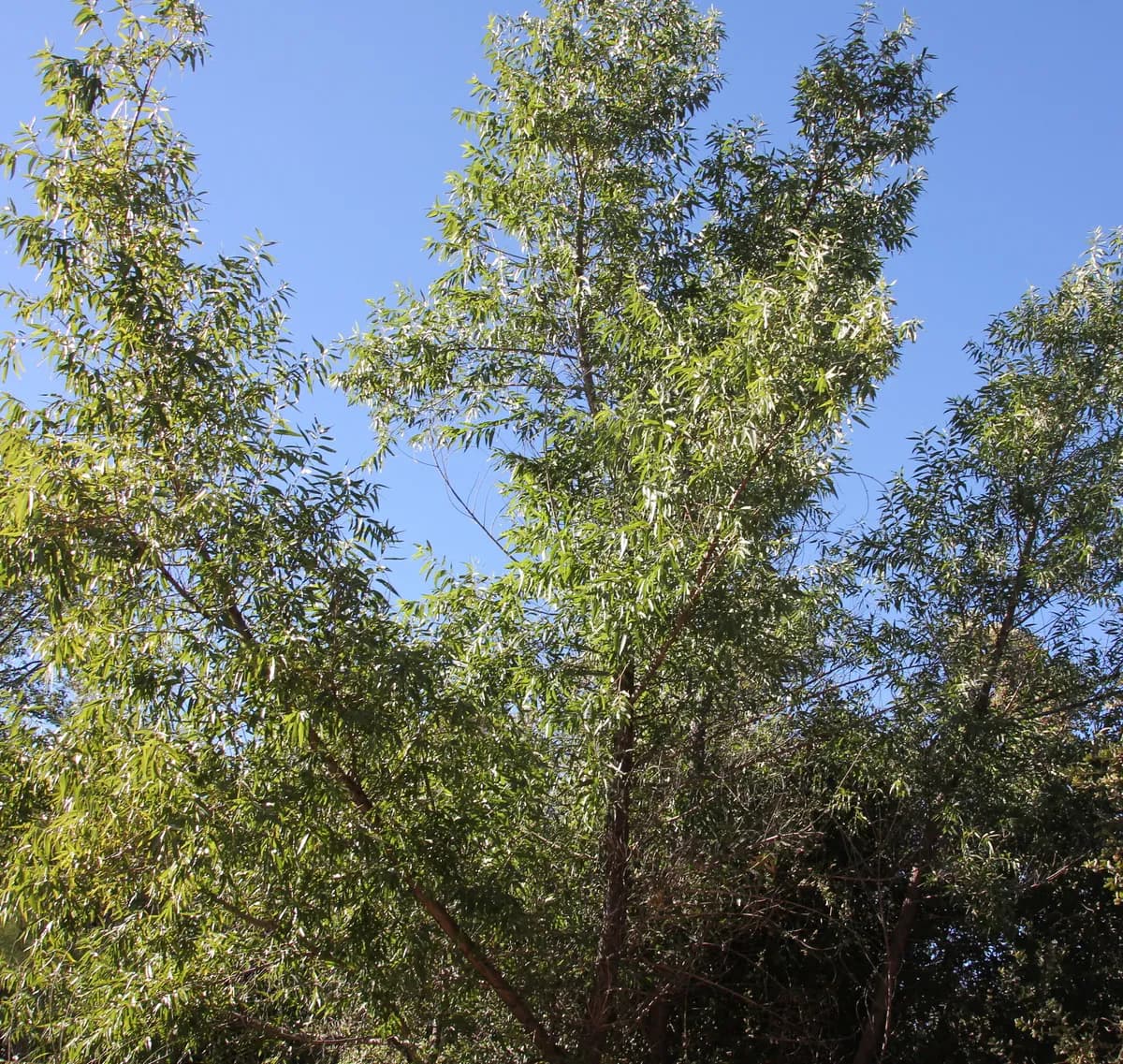 Goodding's black willow (Salix gooddingii)