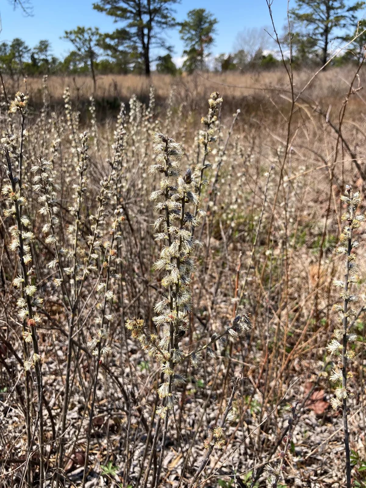 Prairie Willow (Salix humilis)
