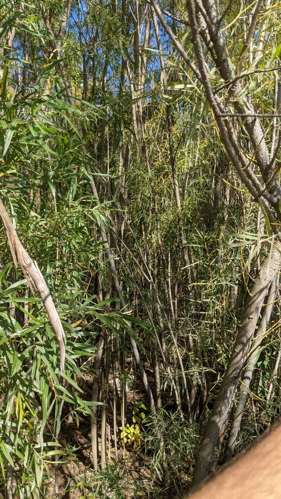 Sandbar Willow (Salix interior)